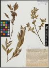 Foto von Salix alba L. x Salix pentandra L.